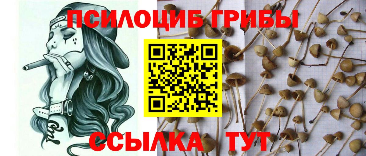 Владикавказ  Псилоцибиновые грибы мицелий  Вход с VPN  Псилоцибиновые грибы GOLDEN TEACHER 